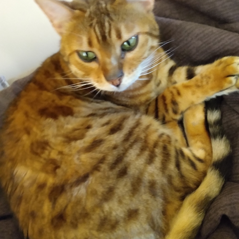 Meet your Posher, Elizabeth